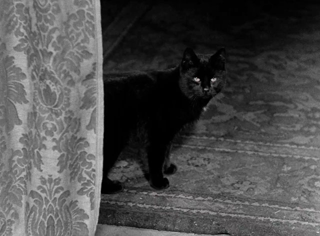 Hotel Splendide - black cat standing by curtain