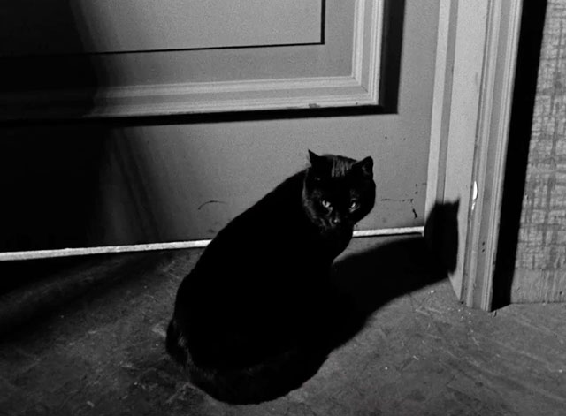 Hotel Splendide - black cat sitting outside door