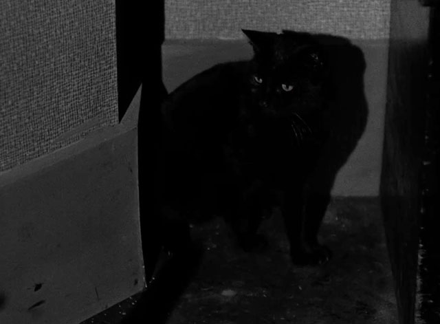 Hotel Splendide - black cat in corner