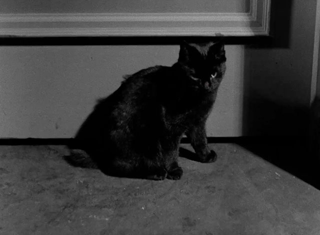 Hotel Splendide - black cat sitting outside door