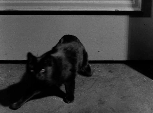 Hotel Splendide - black cat slinking away from door