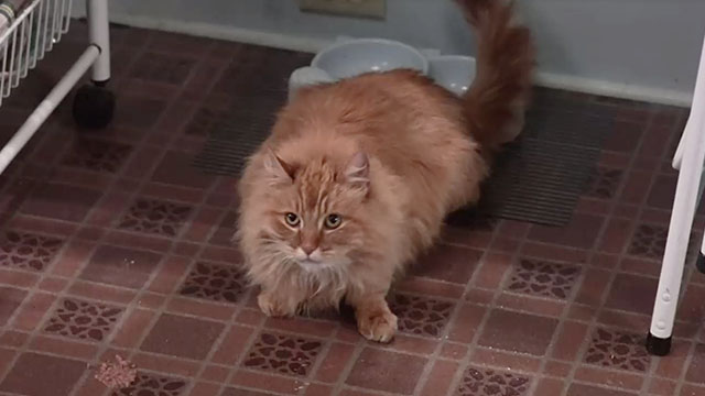 House Arrest - longhair tabby cat Flossie on floor