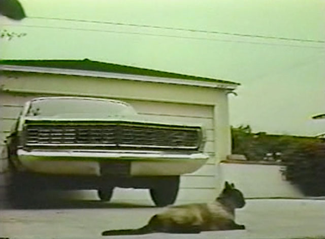 House on Greenapple Lane - Siamese cat lying in driveway behind car