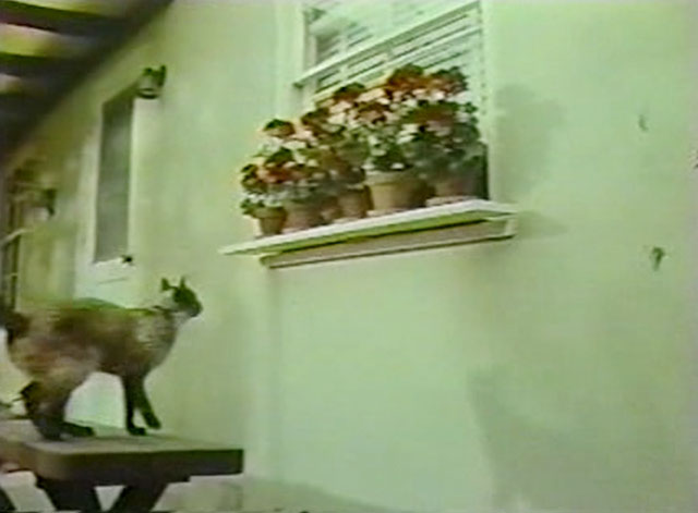 House on Greenapple Lane - Siamese cat about to jump into windowsill covered in flower pots