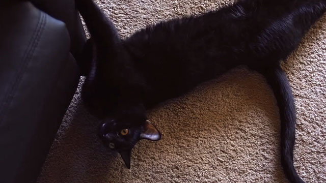 Howard Original - black cat Blue Phantom lying on floor