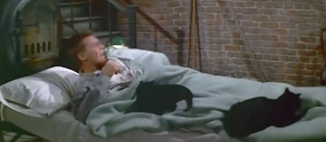 How to Be Very, Very Popular - Toby Orson Bean moving coming out from under covers with black cats on bed