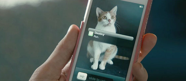 Hustlers - screen saver of orange and white tabby cat on Annabelle's phone