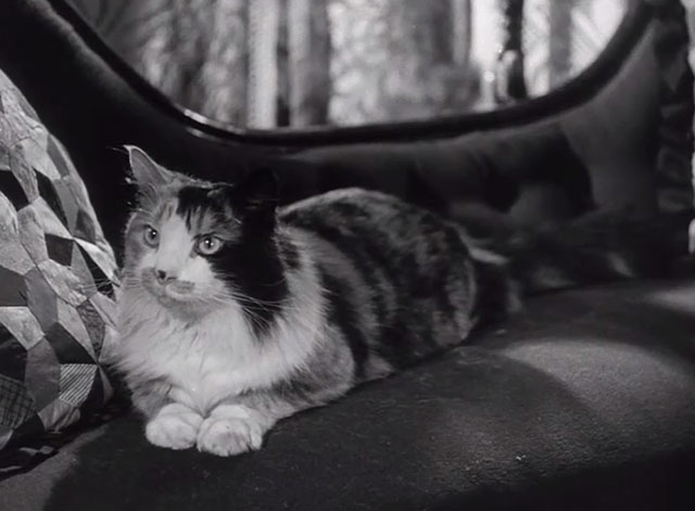 I Believe in You - longhair calico cat Bertie on couch