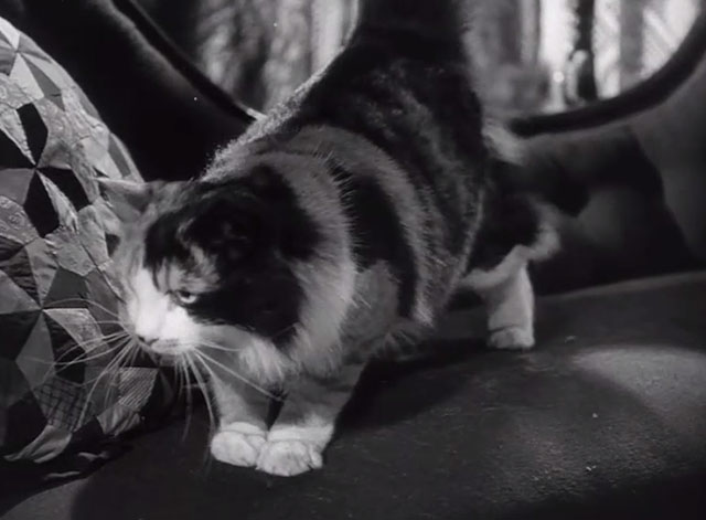 I Believe in You - longhair calico cat Bertie on couch