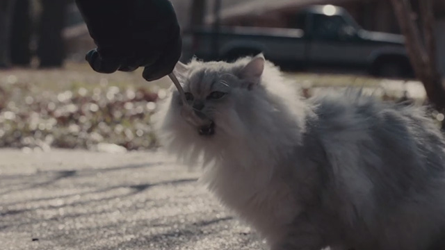 The Iceman - white Persian cat eating egg from spoon