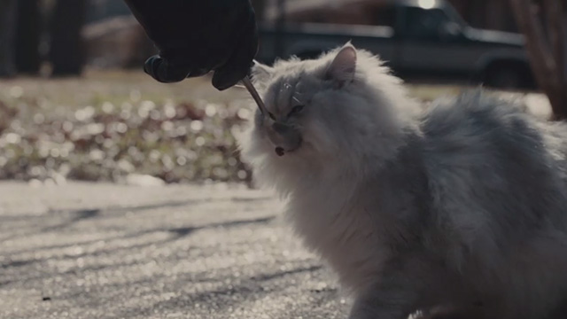 The Iceman - white Persian cat eating from spoon