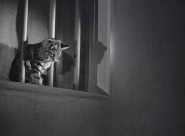 I Escaped from the Gestapo - tabby kitten Pal sitting in barred window