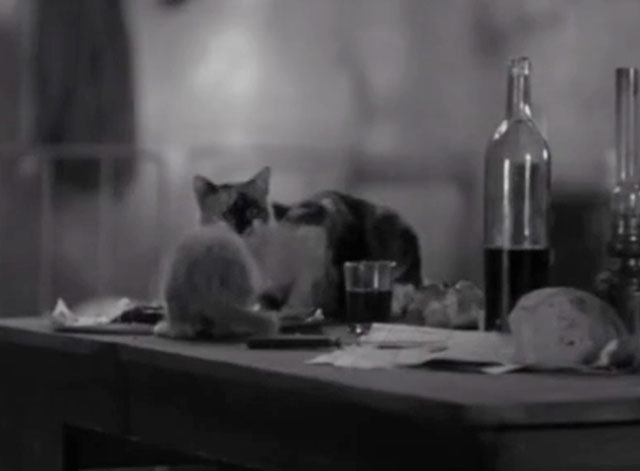 In the Name of the Law - Au nom de la loi - calico cat and ginger tabby kitten eating from abandoned plates on table