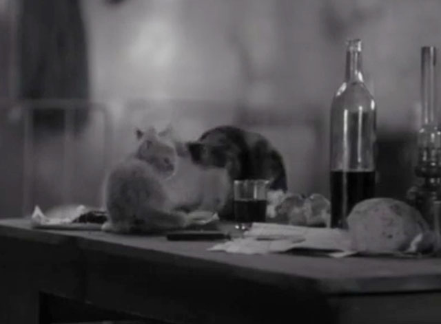 In the Name of the Law - Au nom de la loi - calico cat and ginger tabby kitten eating from abandoned plates on table