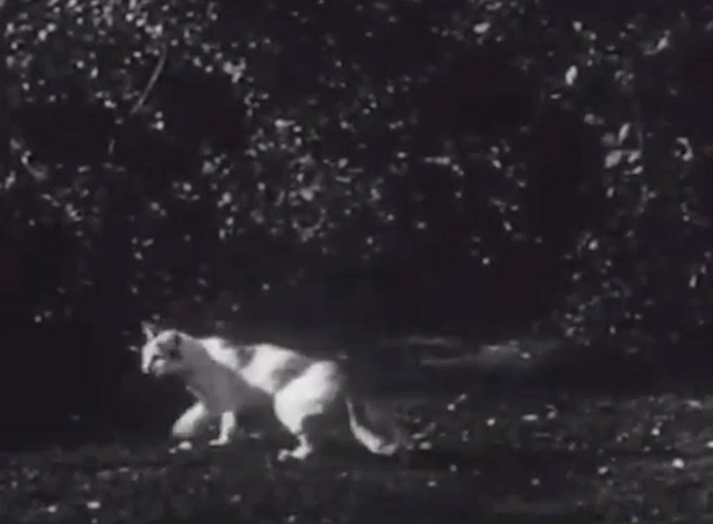 Inner Sanctum - white and tabby cat in woods at night