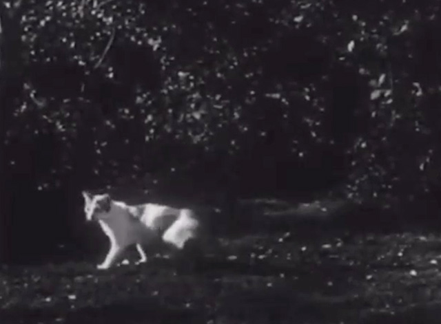 Inner Sanctum - white and tabby cat in woods at night