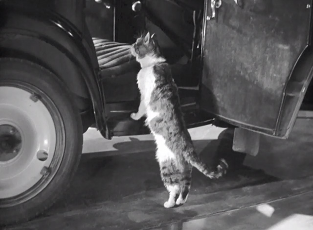 International House - multi-colored tabby cat climbing into passenger seat of car