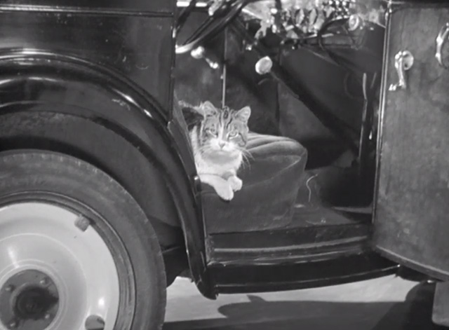 International House - multi-colored tabby cat sitting on passenger seat of car