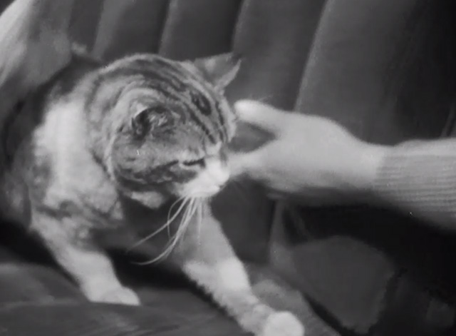 International House - multi-colored tabby being pulled from passenger seat of car