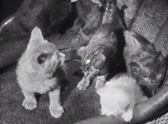 International House - close up of kittens on seat