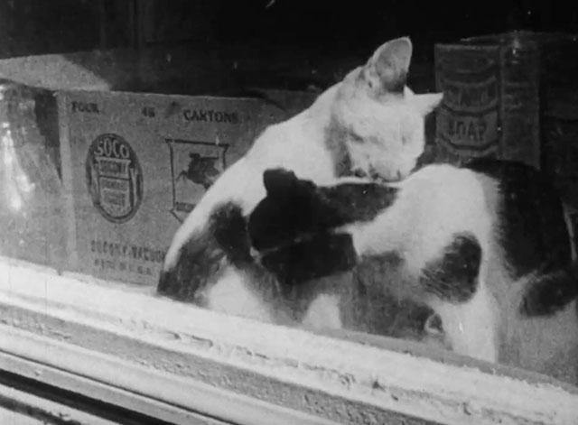 In the Street - two black and white cats preening each other in window