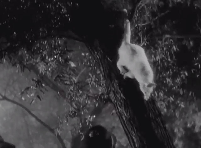 The Invisible Man Returns - white cat running down tree