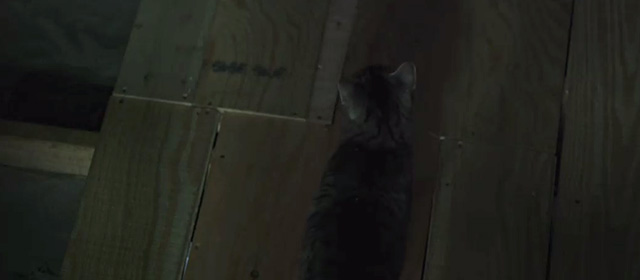 Itsy Bitsy - tabby cat Mr. Whiskers in attic