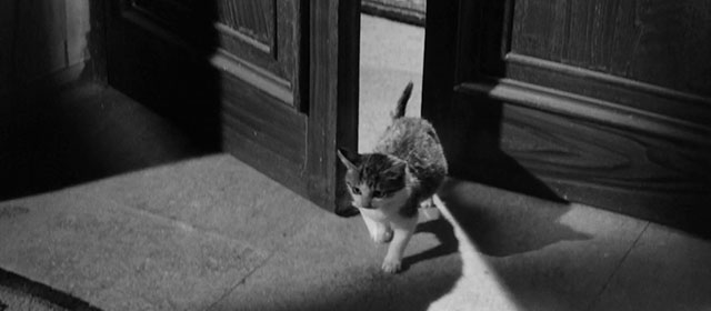 I Vampiri - The Vampires - tabby and white kitten entering room through large door