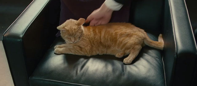 Johnny English - ginger tabby cat Philby on chair