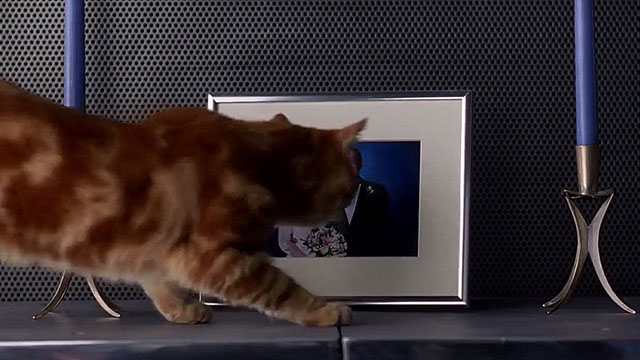 The Joy Luck Club - ginger tabby exotic shorthair cat looking at framed photo