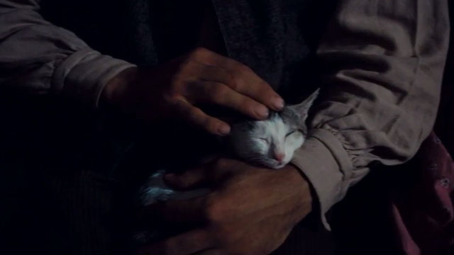 Kaos - gray and white tabby kitten being petted