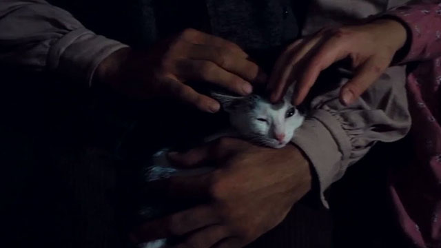 Kaos - gray and white tabby kitten being petted