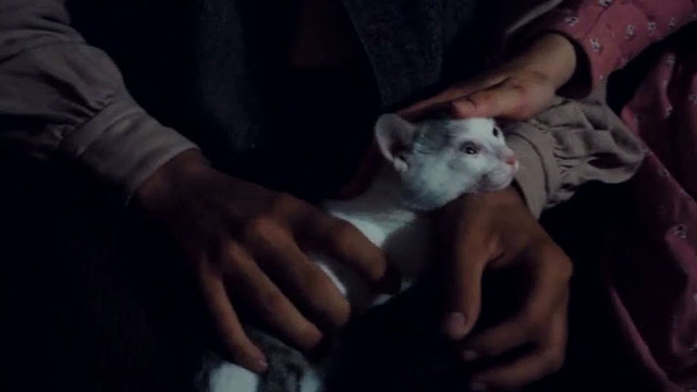 Kaos - gray and white tabby kitten being petted