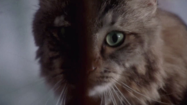 The Keeper - longhair tabby cat looking through window