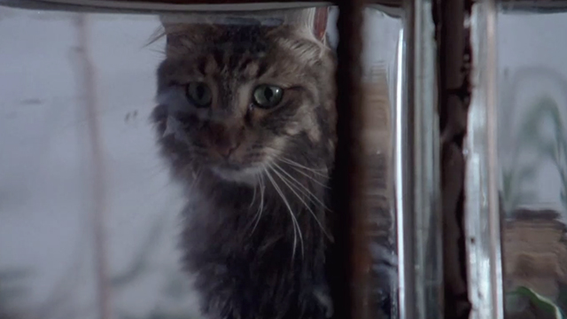 The Keeper - longhair tabby cat looking through window