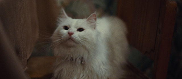 Kill Your Darlings - longhair white cat Kit Kat