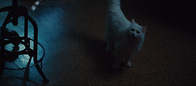 Kill Your Darlings - longhair white cat Kit Kat on floor in dark room