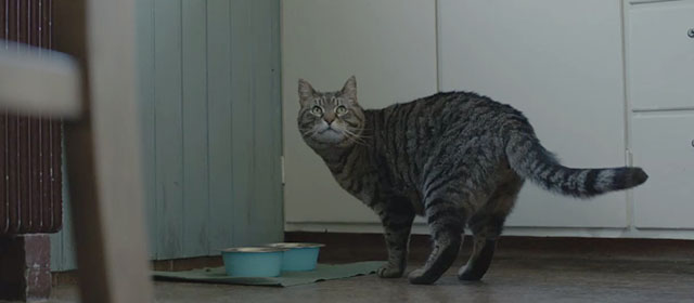 Lamb - tabby cat standing by food and water bowls