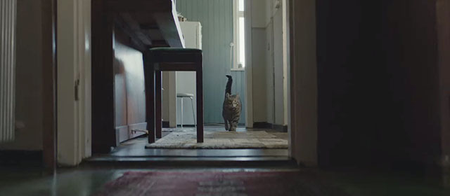 Lamb - tabby cat in hallway