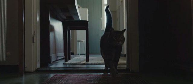 Lamb - tabby cat in hallway