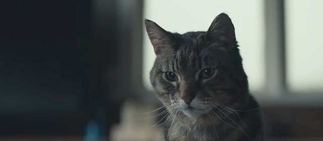 Lamb - tabby cat close up