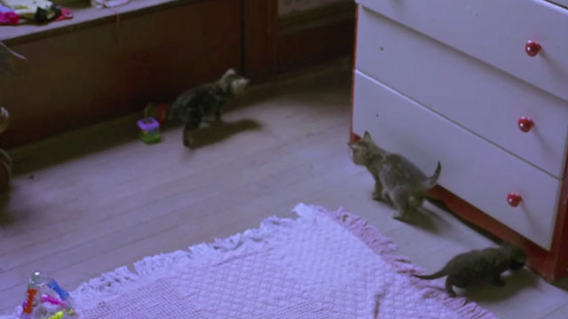 Last Days - gray and tabby kittens walking on floor of bedroom