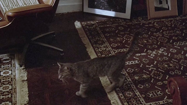 Last Embrace - brown tabby cat Kitty standing in apartment