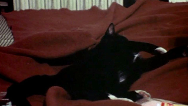 The Last House on the Left - black cat with white paws on bed