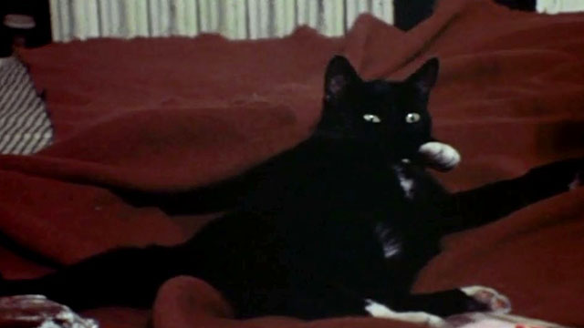 The Last House on the Left - black cat with white paws on bed