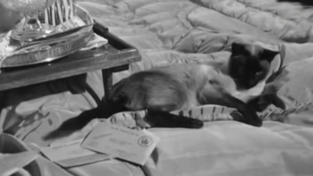 The Last Man to Hang - Siamese cat lying on bed