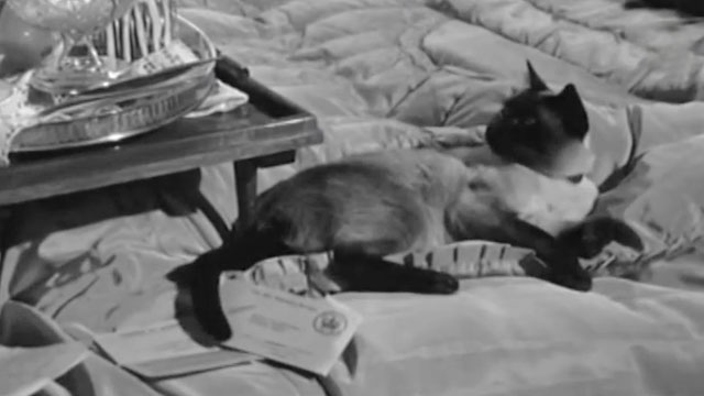 The Last Man to Hang - Siamese cat lying on bed