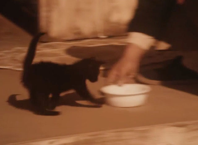 The Last Ninja - black kitten running to bowl of food