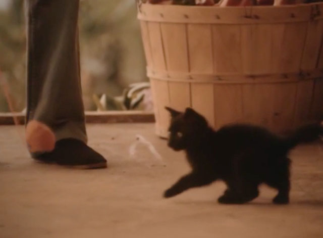 The Last Ninja - black kitten playing with ball of yarn on string