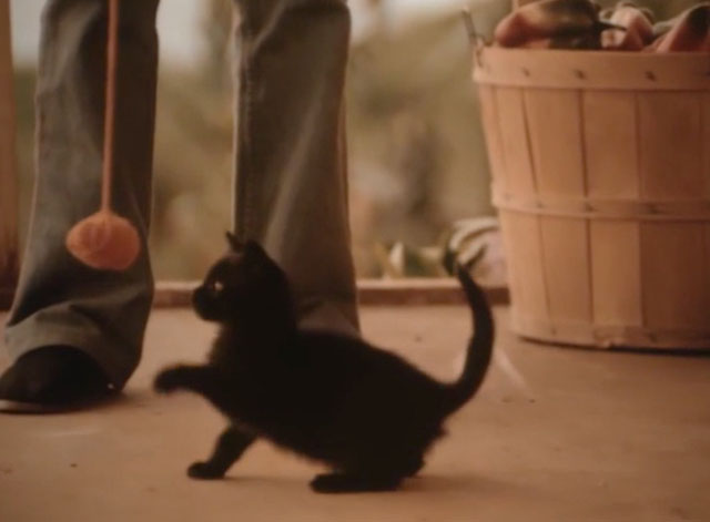 The Last Ninja - black kitten playing with ball of yarn on string